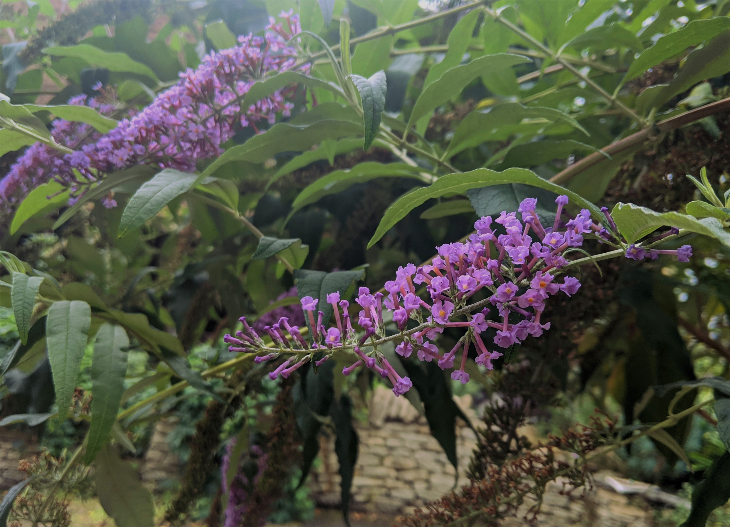 A close up shot of the purple flowered panicles of Buddleia Davidii