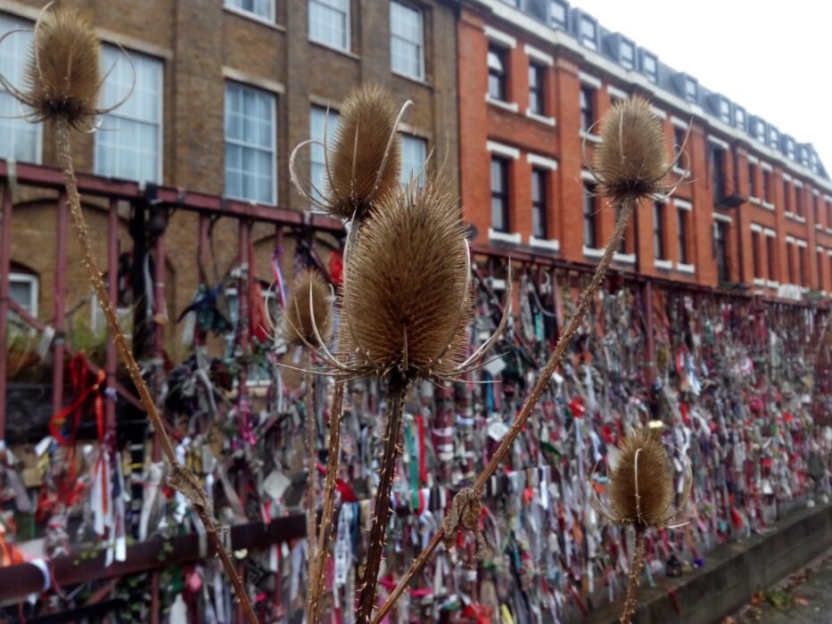A photograph of a teesle plant s seed heads in front of a ribboned industrial shrine
