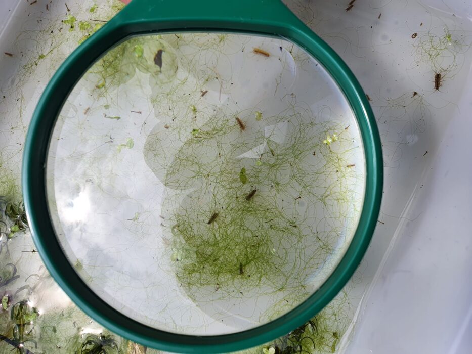 A photograph of a magnifier showing detailed invertebrate life in a water sample from a pond