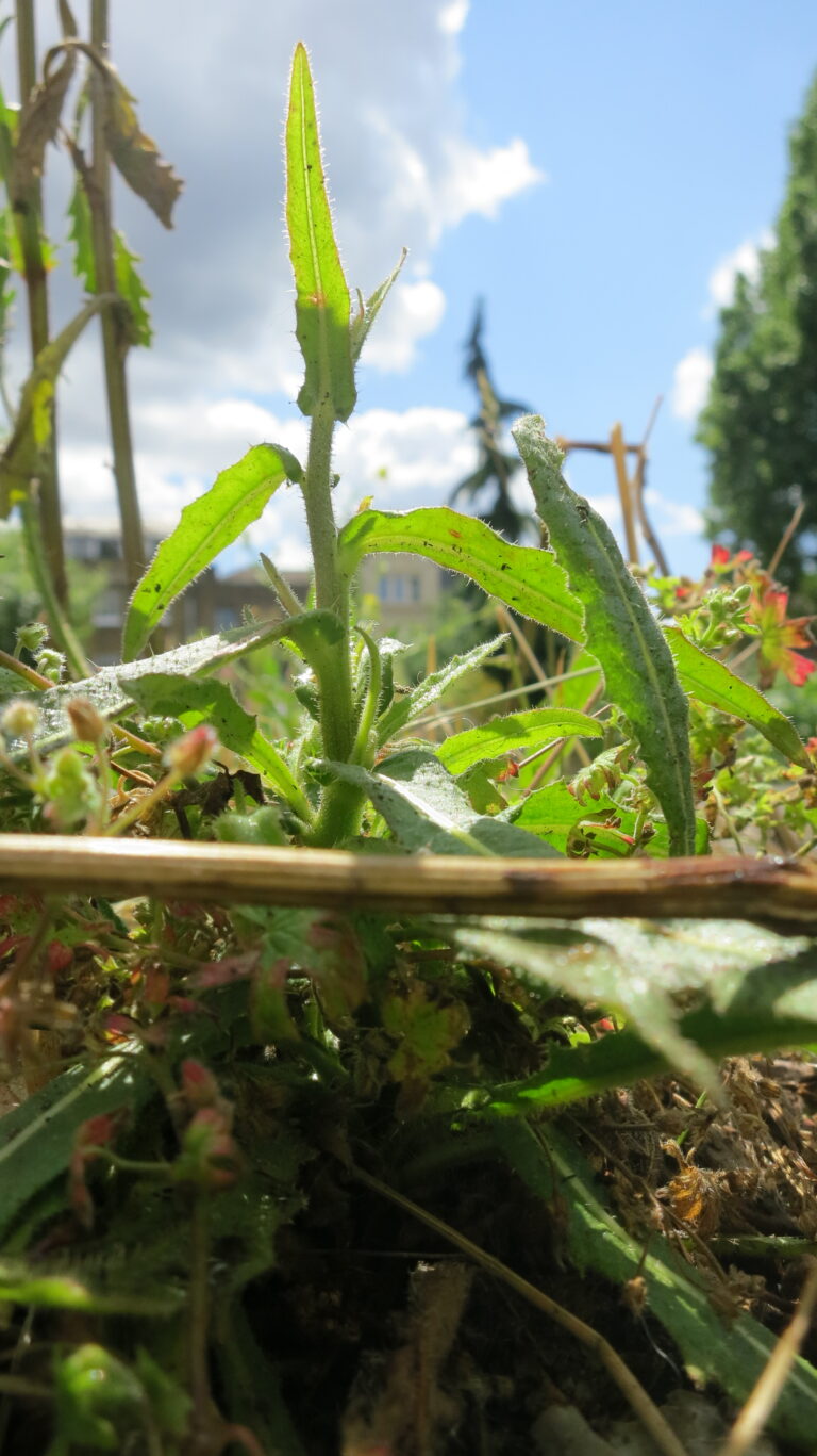portrait style photo of weeds