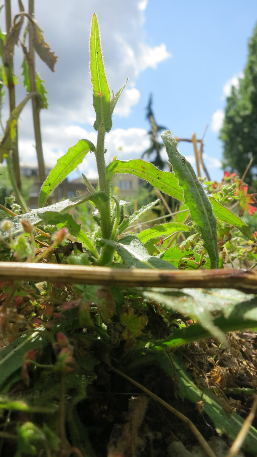 portrait style photo of weeds