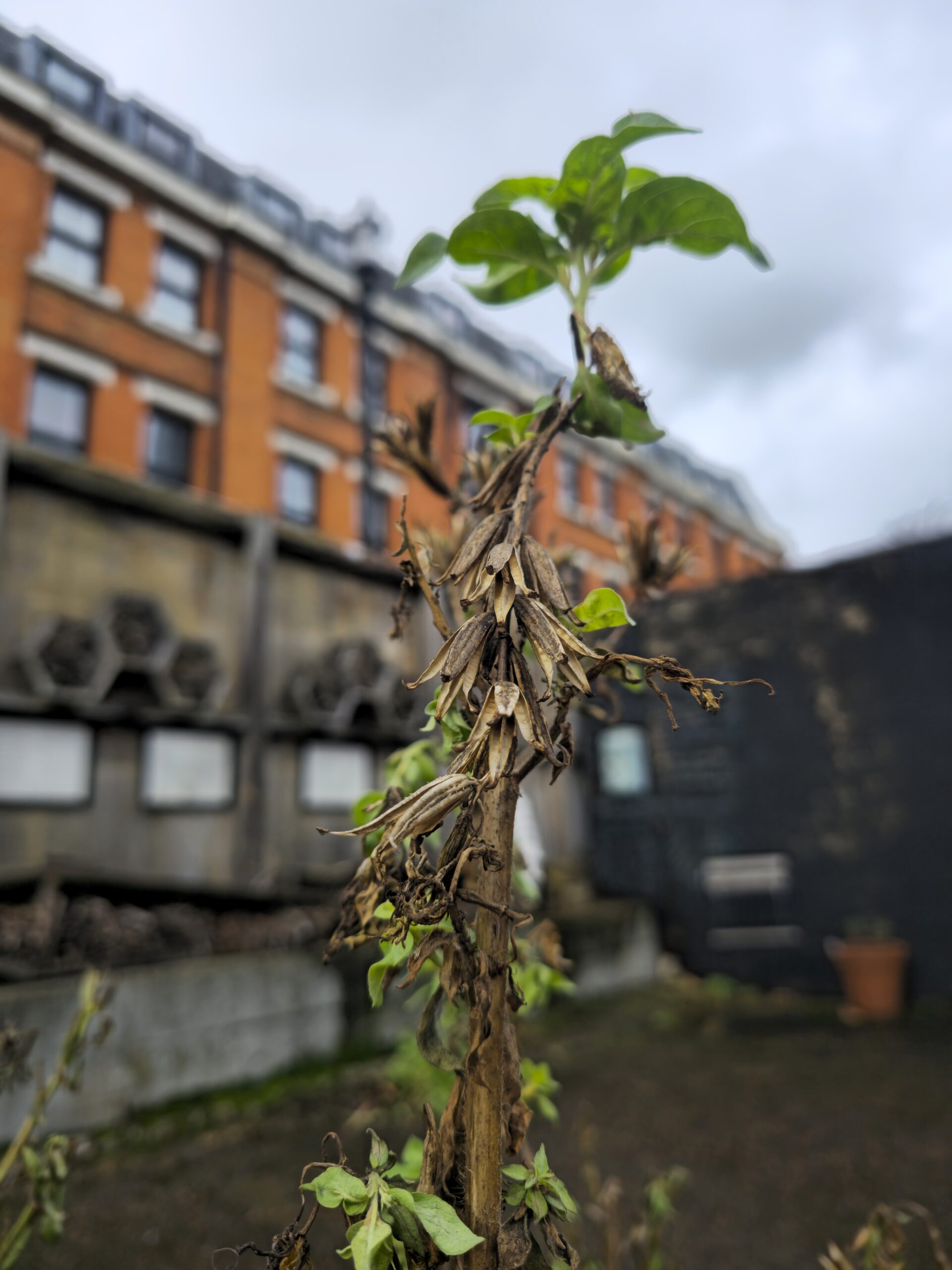 evening primrose plant
