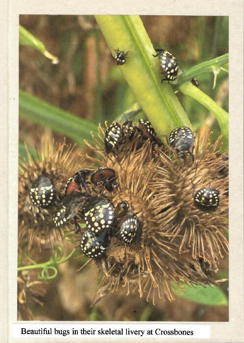 Shieldbugs nymphs with white dots on black exoskeleton, feeding on dried burdock. Text reads 'beautiful bugs in their skeletal livery'