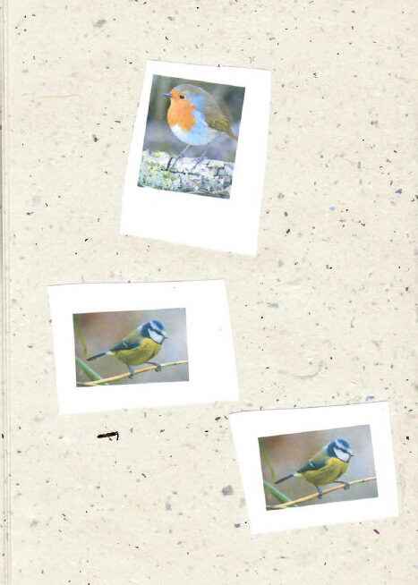 Three small printed photographs on speckled paper: a robin with an orange breast perched on a mossy branch at the top, and two blue tits on thin branches below. No visible text.