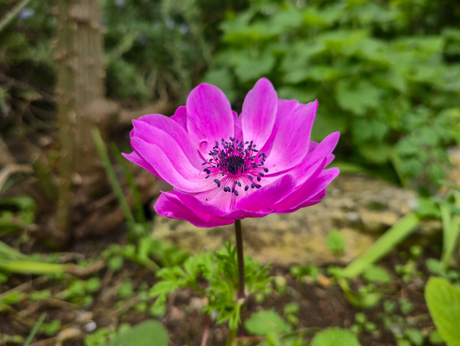 Close up of a pink anemone flower in a flower bed, surrounded by foliage, with a thorny stem behind