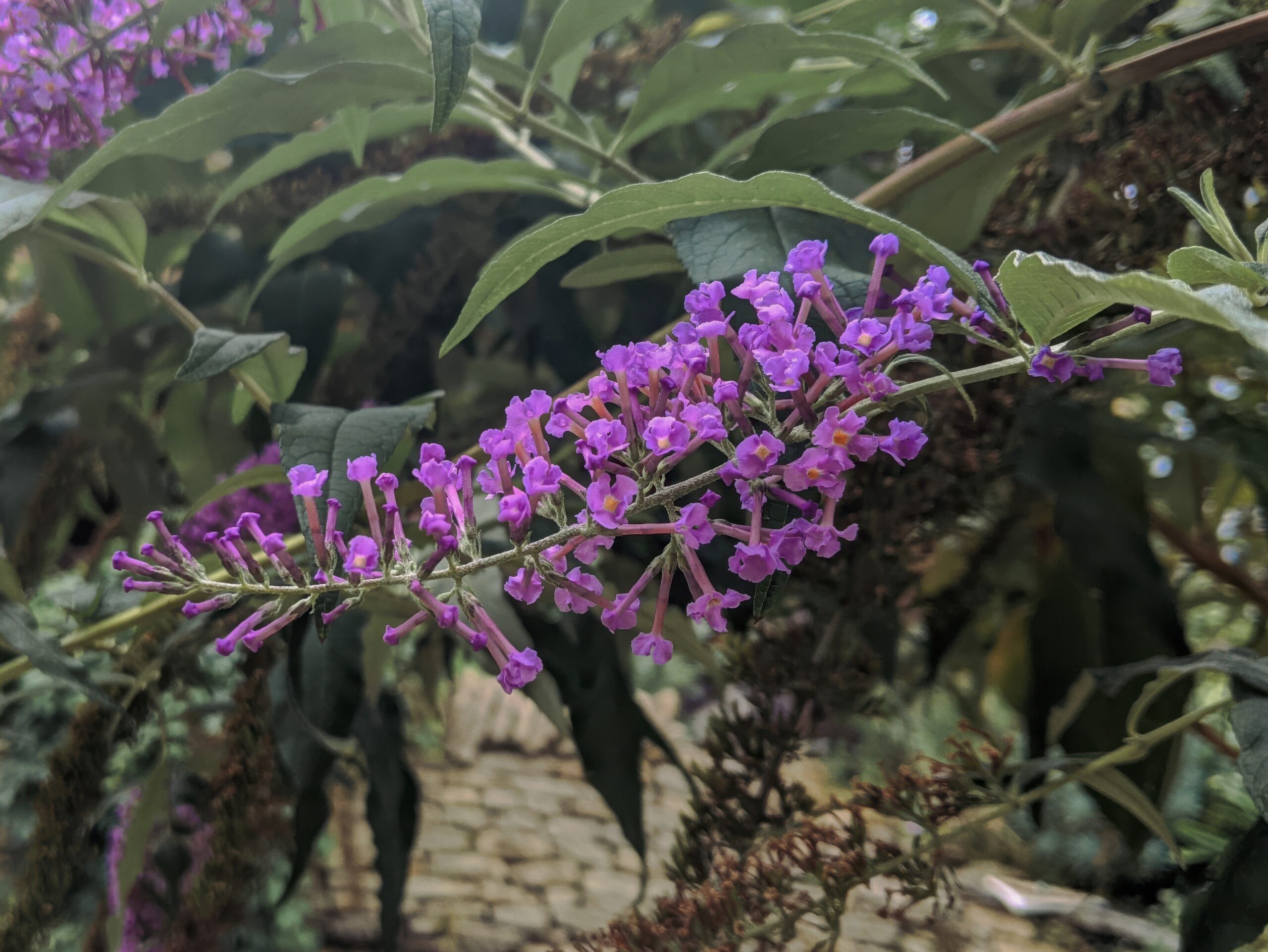 Buddleia