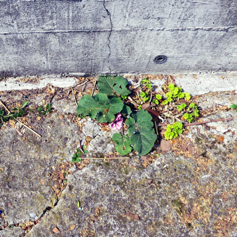 plants growing through cracks in concrete in the garden