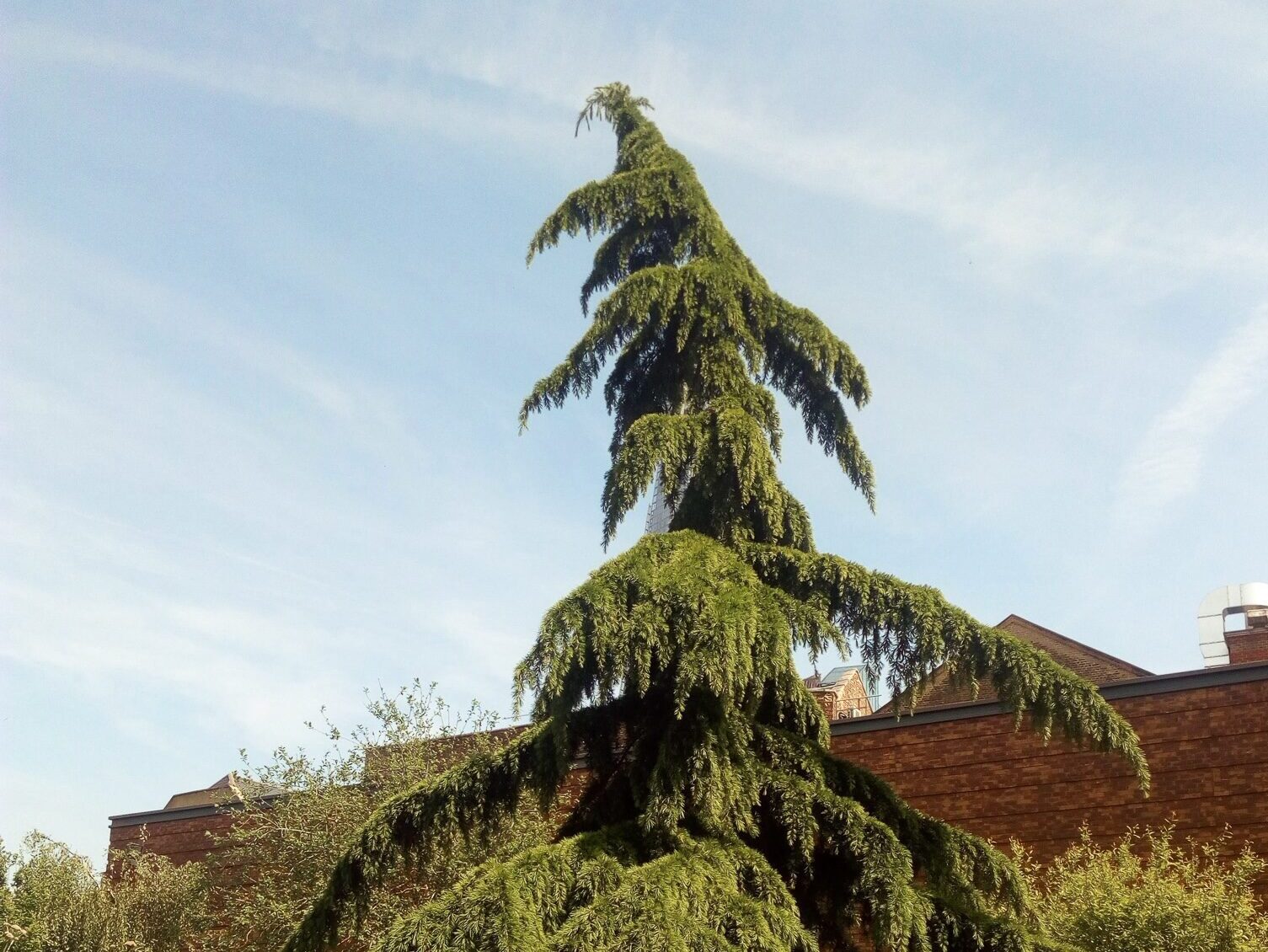 Deodar cedar