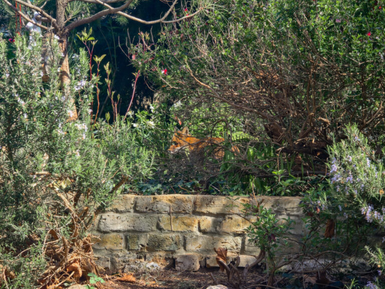 a fox hidden behind plants, walking in the infinity beds of the gardens