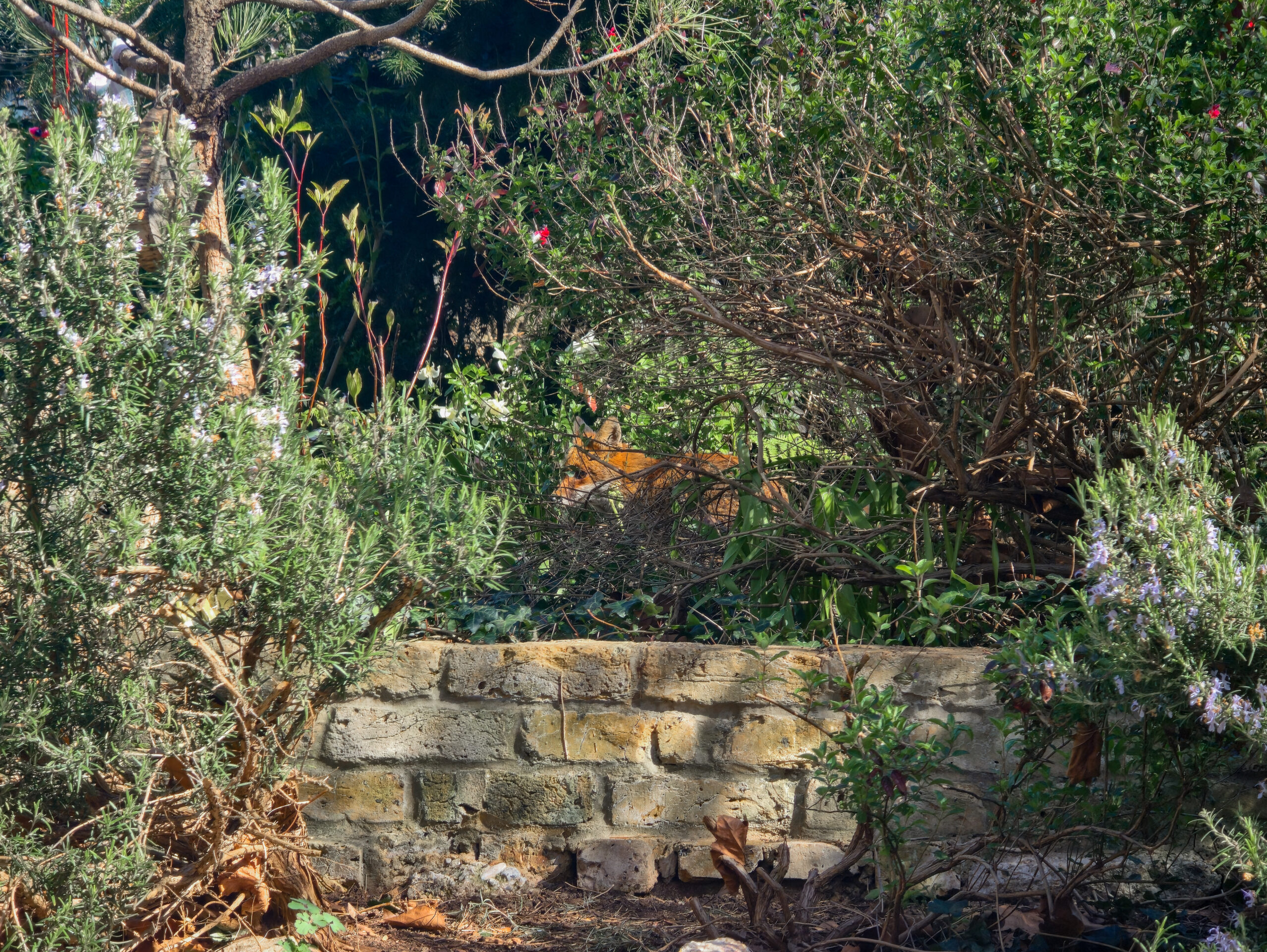 Fox in the garden