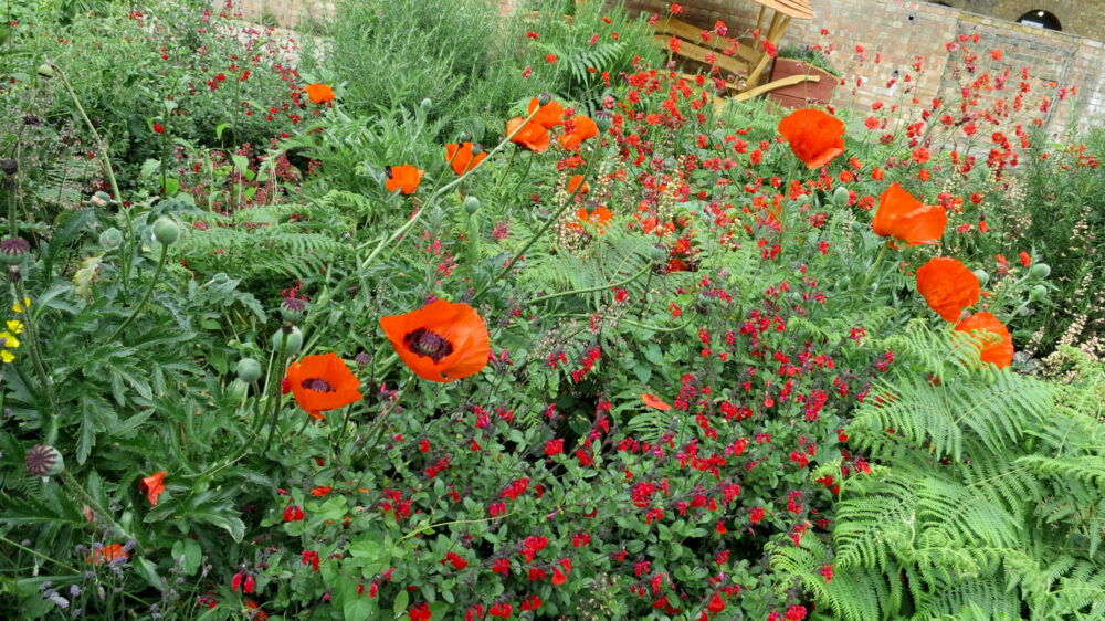 Poppies and salvia growing in the Infinity Beds