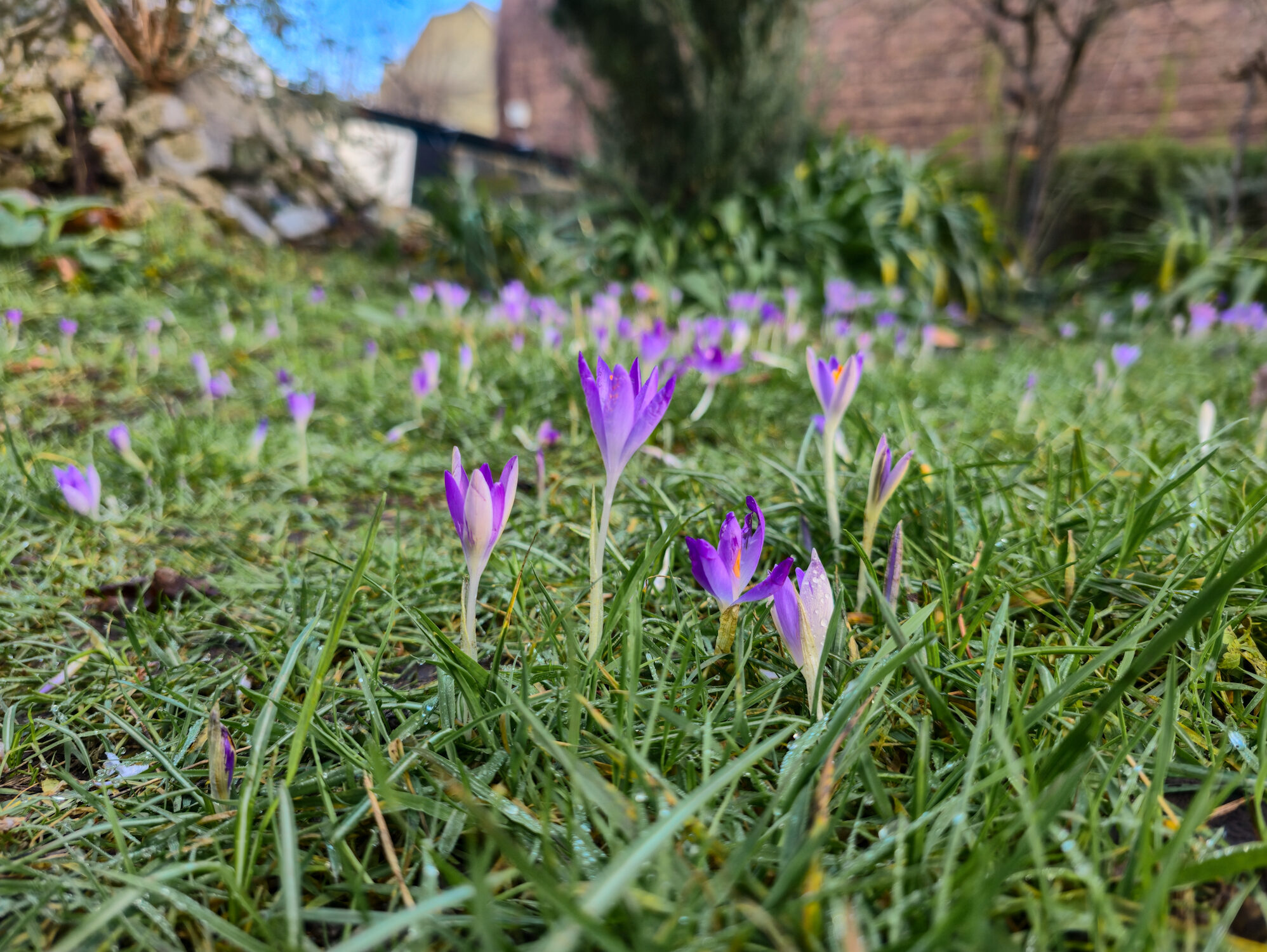 Crocuses