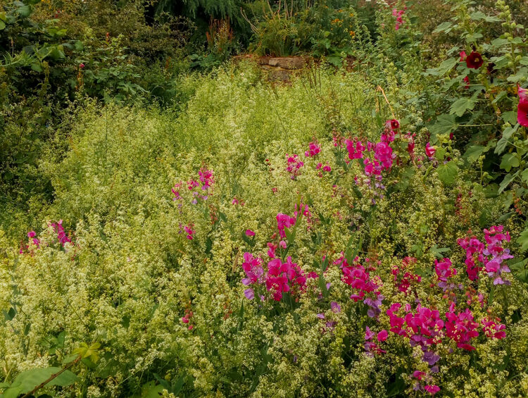 the wildflower meadow
