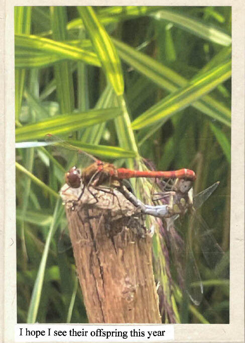 Two dragonflies perched on a wooden stick, one red and one pale blue‑grey, against tall green grass, with text at the bottom reading: ‘I hope I see their offspring this year.
