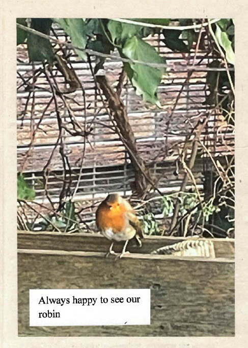 European robin with an orange breast perched on a wooden surface, with tangled branches and green leaves in the background. Text reads 'Always happy to see our robin'