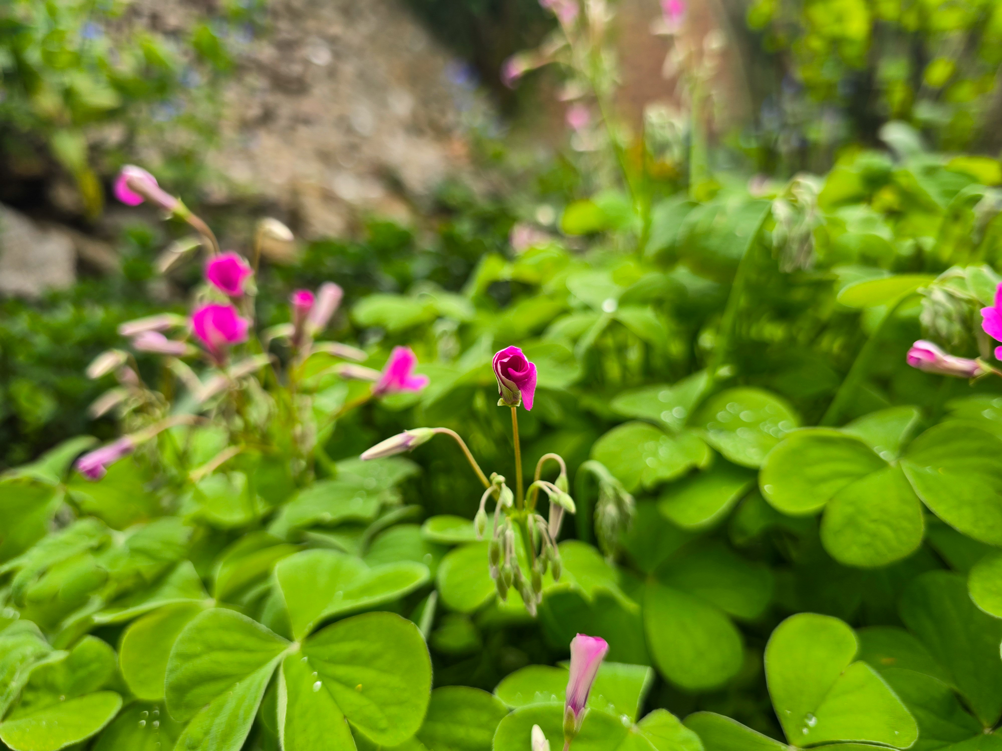 Pink oxalis