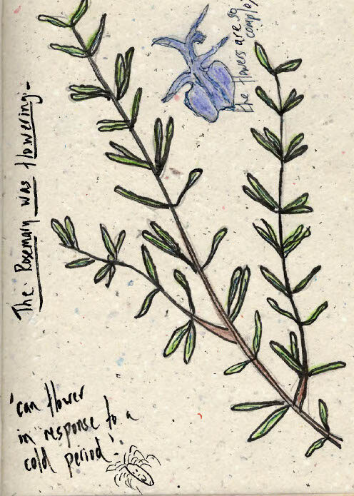 Hand‑drawn rosemary branch with green leaves and a blue flower on textured paper, with handwritten notes reading: ‘The Rosemary was flowering–,’ ‘can flower in response to a cold period,’ and ‘the flowers are so complex.’