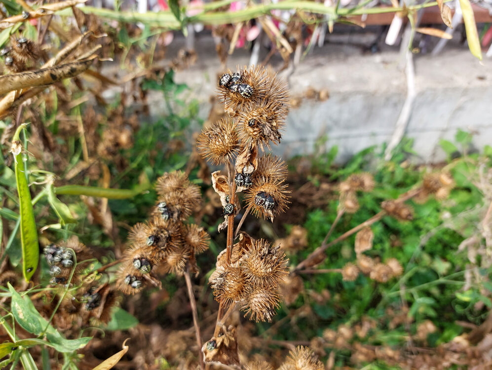 shield bug nymphs on burdock